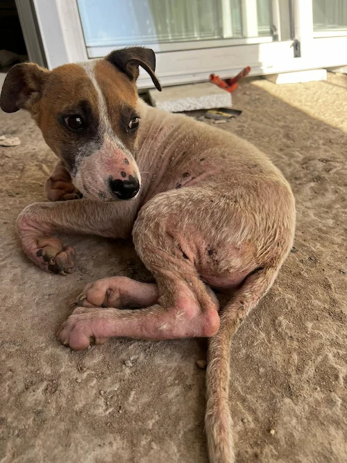 imagen perro blanco que necesita atencion medica